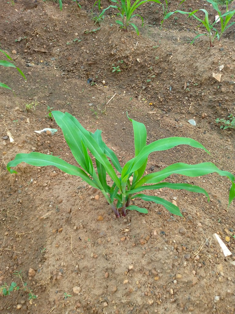 Checking out the progress of my garden 