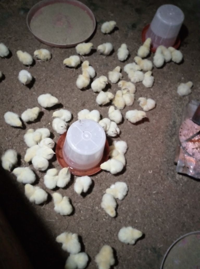 How I Prepared for the Arrival of My Day Old Chicks (DOCs)