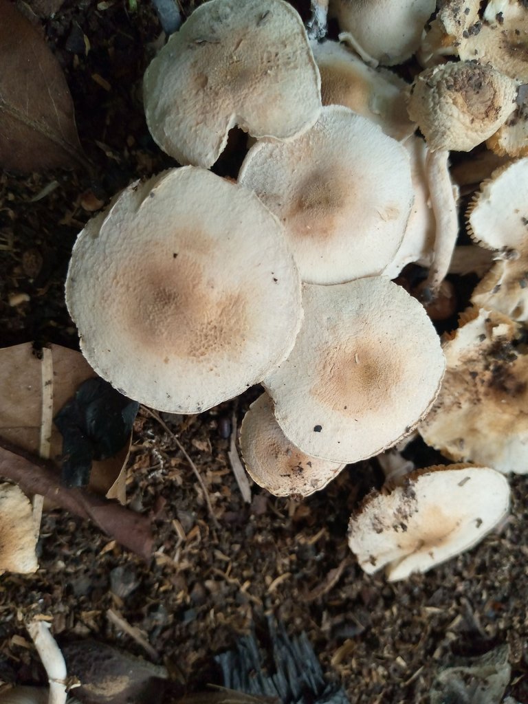 My Actifit Report Card: October 14 2024 || IAAC DAY #854 || Stumble On A Beautiful Mushrooms And Also Playing A Father Role