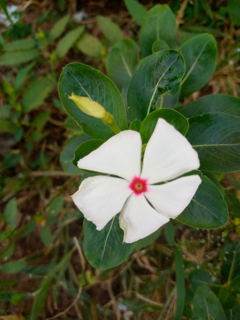 SC3