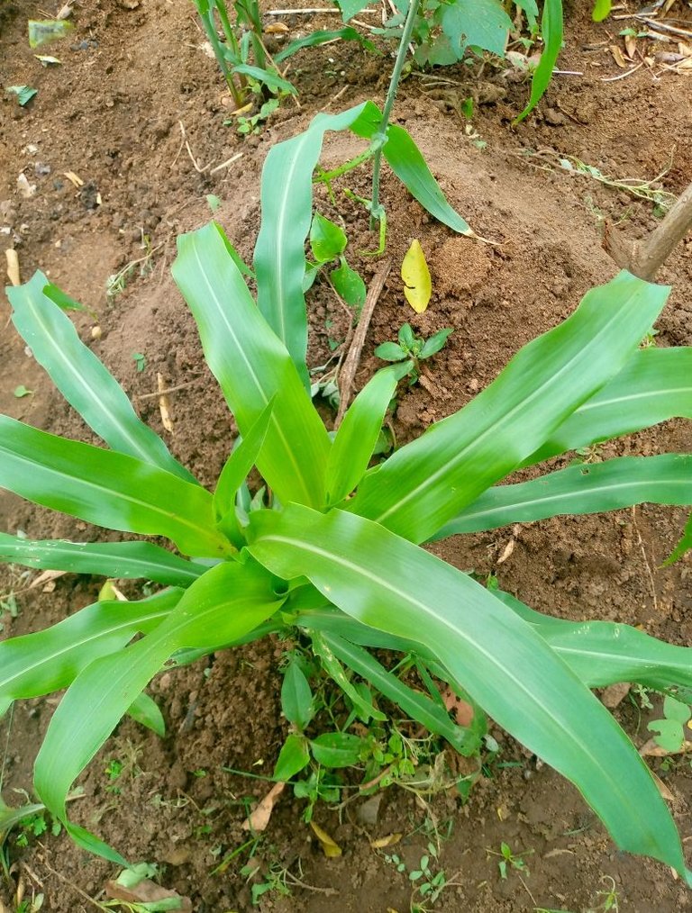 My Gardening Update 