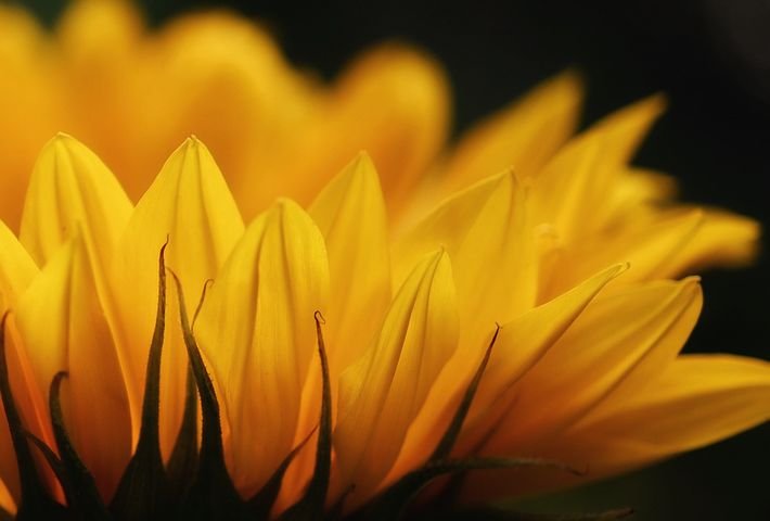 sunflower-5395120__480.jpg