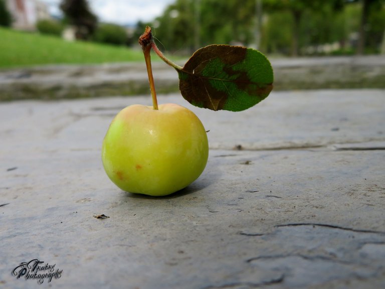 Malus sylvestris3189 copia.jpg