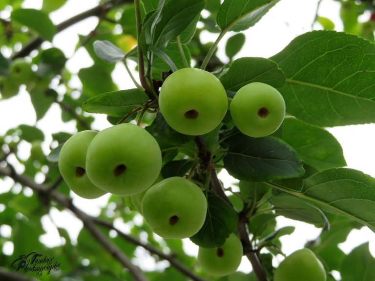 Malus sylvestris3233 copia.jpg