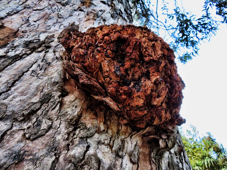 berrugas del arbol .jpg