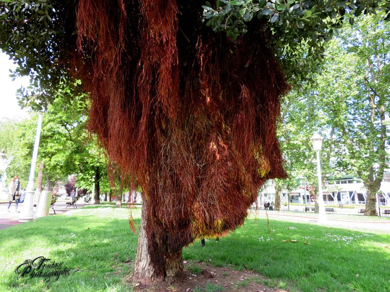 parasito en el arbol.jpg