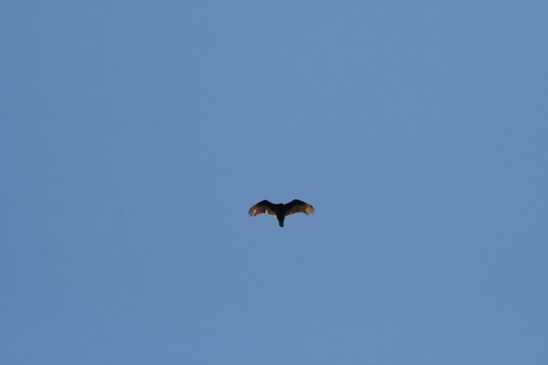 IMG_6040.JPG