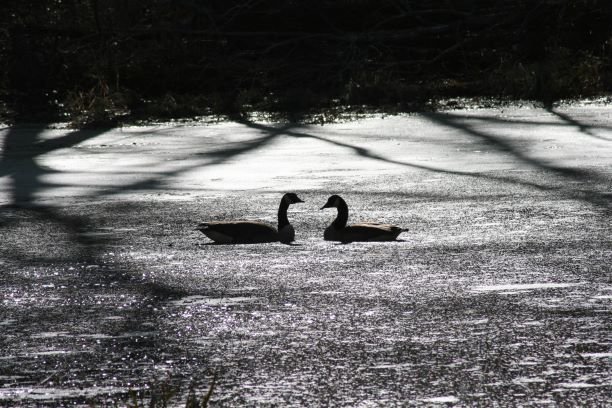 Love Birds Silhouette thumbnail.JPG