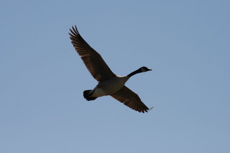 IMG_6020.JPG