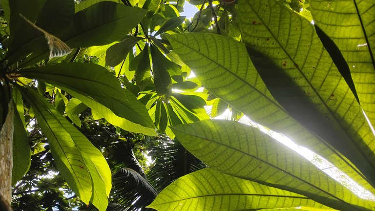 I Am #AliveAndThriving Today! || #IAmAliveChallenge || Daily Off-Grid Jungle Journal Entry: Day #1127 - More Pool Analysis, More Mega-Powerup Pool Shopping - GaiaYoga Gardens, Lower Puna, Far East Big Island, Hawai'i - Thursday, August 28, 2025