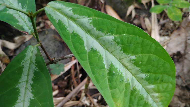I Am #AliveAndThriving Today! || #IAmAliveChallenge || Daily Off-Grid Jungle Journal Entry: Day #1018 - Another Idea to Rectify My Hive.Trading Mistake - GaiaYoga Gardens, Lower Puna, Far East Big Island, Hawai'i - Sunday, May 11, 2025 