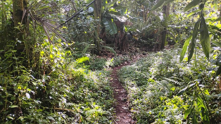 I Am #AliveAndThriving Today! || #IAmAliveChallenge || Daily Off-Grid Jungle Journal Entry: Day #938 - Deeper into the Pools I Go, and a Forgotten Hiversary! - GaiaYoga Gardens, Lower Puna, Far East Big Island, Hawai'i - Thursday, February 20, 2025 