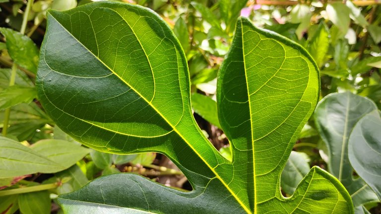 IMG_20250710_151105793_HDR.jpg