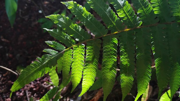 I Am #AliveAndThriving Today! || #IAmAliveChallenge || Daily Off-Grid Jungle Journal Entry: Day #1012 - Multi-Level Diesel-Pool Chess - GaiaYoga Gardens, Lower Puna, Far East Big Island, Hawai'i - Monday, May 5, 2025 