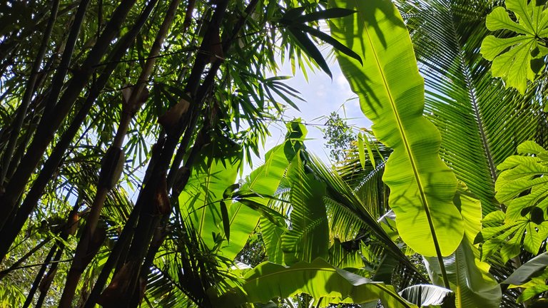 I Am #AliveAndThriving Today! || #IAmAliveChallenge || Daily Off-Grid Jungle Journal Entry: Day #1036 - My Well-Rounded Approach to Hive Investing - GaiaYoga Gardens, Lower Puna, Far East Big Island, Hawai'i - Thursday, May 29, 2025 