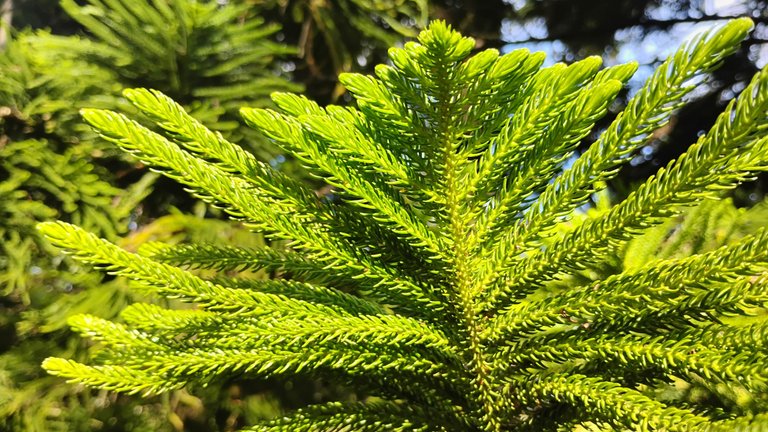 IMG_20250727_162655988_HDR.jpg