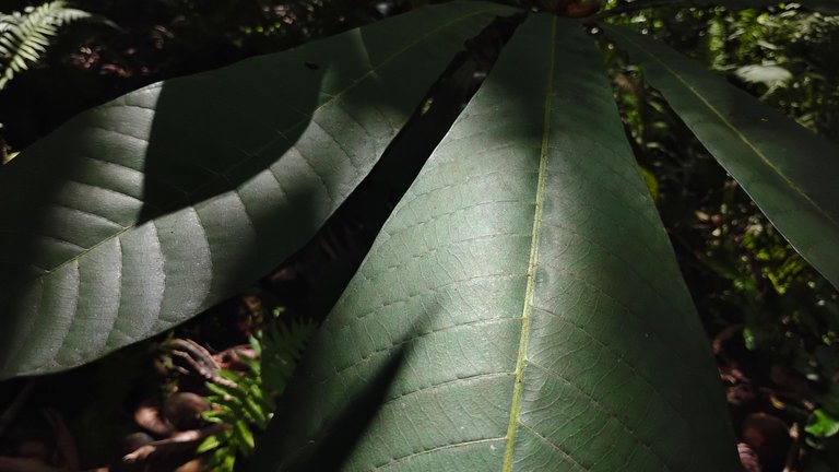 I Am #AliveAndThriving Today! || #IAmAliveChallenge || Daily Off-Grid Jungle Journal Entry: Day #1087 - BPUD Today & Many Internet and Hive Services Down - GaiaYoga Gardens, Lower Puna, Far East Big Island, Hawai'i - Saturday, July 19, 2025