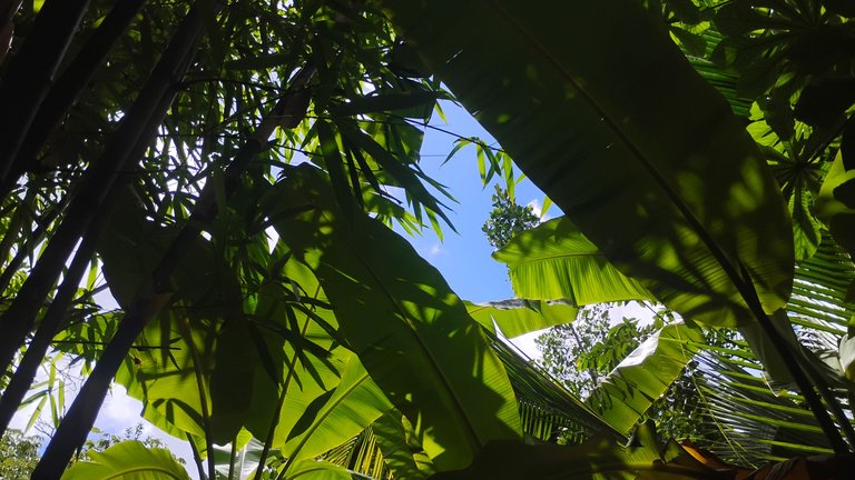 I Am #AliveAndThriving Today! || #IAmAliveChallenge || Daily Off-Grid Jungle Journal Entry: Day #1123 - A Glorious Fiat-to-Crypto Investment Surprise! - GaiaYoga Gardens, Lower Puna, Far East Big Island, Hawai'i - Sunday, August 24, 2025