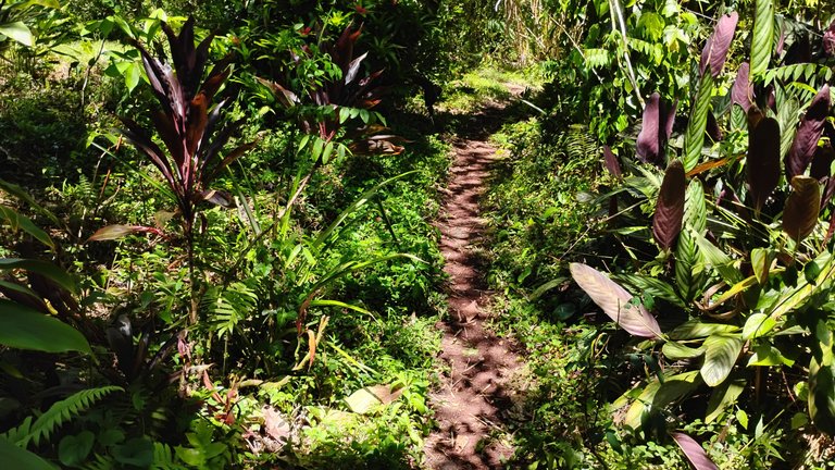 I Am #AliveAndThriving Today! || #IAmAliveChallenge || Daily Off-Grid Jungle Journal Entry: Day #1110 - A Long-Term Hive Investment Plan Coming into Focus  - GaiaYoga Gardens, Lower Puna, Far East Big Island, Hawai'i - Monday, August 11, 2025