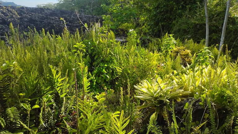 I Am #AliveAndThriving Today! || #IAmAliveChallenge || Daily Off-Grid Jungle Journal Entry: Day #1131 - The We Are Alive Tribe Is Going Multi-Chain, and a Focus on Dual-Use Income Tokens - Far East Big Island, Hawai'i - Monday, September 1, 2025