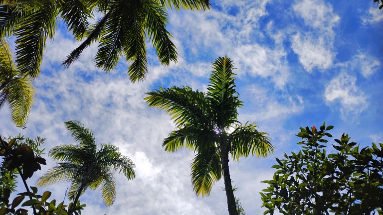 I Am #AliveAndThriving Today! || #IAmAliveChallenge || Daily Off-Grid Jungle Journal Entry: Day #1073 - Healing What I Don't Know How to Heal - GaiaYoga Gardens, Lower Puna, Far East Big Island, Hawai'i - Saturday, July 5, 2025 