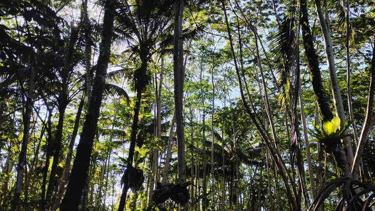I Am #AliveAndThriving Today! || #IAmAliveChallenge || Daily Off-Grid Jungle Journal Entry: Day #1084 - New HP Lease Accepted, and the Simple Beauty of Compounding Numbers - Lower Puna, Far East Big Island, Hawai'i - Wednesday, July 16, 2025