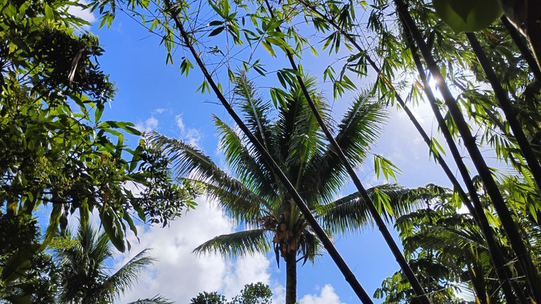 I Am #AliveAndThriving Today! || #IAmAliveChallenge || Daily Off-Grid Jungle Journal Entry: Day #781 - In the Darkness, the Light Will Shine - GaiaYoga Gardens, Lower Puna, Far East Big Island, Hawai'i - Monday, September 16, 2024 