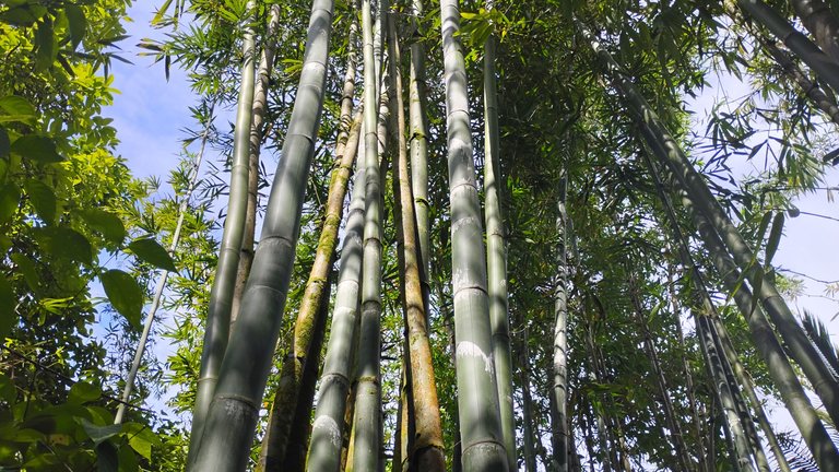 I Am #AliveAndThriving Today! || #IAmAliveChallenge || Daily Off-Grid Jungle Journal Entry: Day #1014 - Cross-Referencing and Assessing Pools Based on Multiple Metrics - GaiaYoga Gardens, Lower Puna, Far East Big Island, Hawai'i - Wednesday, May 7, 2025 