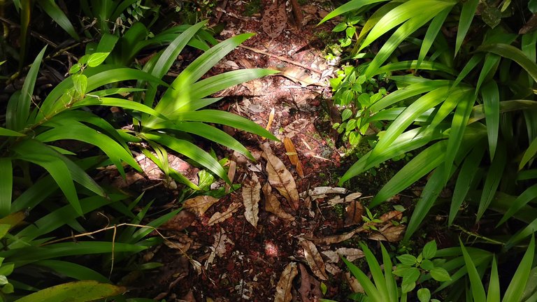I Am #AliveAndThriving Today! || #IAmAliveChallenge || Daily Off-Grid Jungle Journal Entry: Day #1013 - Why Diesel/Liquidity Pools Are Such an Excellent Investment - GaiaYoga Gardens, Lower Puna, Far East Big Island, Hawai'i - Tuesday, May 6, 2025 
