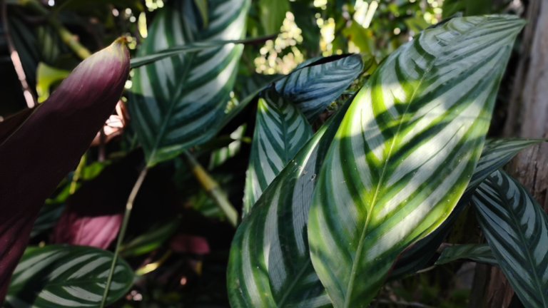 I Am #AliveAndThriving Today! || #IAmAliveChallenge || Daily Off-Grid Jungle Journal Entry: Day #1074 - 10,200 HP This Week, and a Hive Investment Assessment - GaiaYoga Gardens, Lower Puna, Far East Big Island, Hawai'i - Sunday, July 6, 2025 