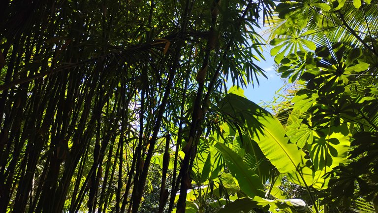 I Am #AliveAndThriving Today! || #IAmAliveChallenge || Daily Off-Grid Jungle Journal Entry: Day #1078 - The Hive Economy Is Spreading, and New Pools Added - GaiaYoga Gardens, Lower Puna, Far East Big Island, Hawai'i - Thursday, July 10, 2025 