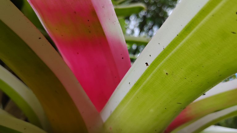 I Am #AliveAndThriving Today! || #IAmAliveChallenge || Daily Off-Grid Jungle Journal Entry: Day #1113 - Hive's Investment Opportunities Keep Multiplying! - GaiaYoga Gardens, Lower Puna, Far East Big Island, Hawai'i - Thursday, August 14, 2025