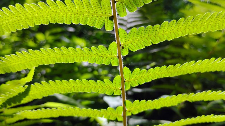 I Am #AliveAndThriving Today! || #IAmAliveChallenge || Daily Off-Grid Jungle Journal Entry: Day #1099 - Major Change to LOLZ Layer-2 Delegations - GaiaYoga Gardens, Lower Puna, Far East Big Island, Hawai'i - Thursday, July 31, 2025