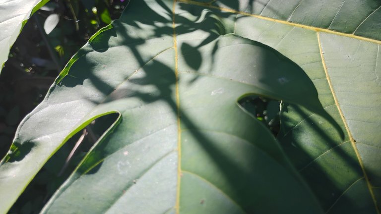 I Am #AliveAndThriving Today! || #IAmAliveChallenge || Daily Off-Grid Jungle Journal Entry: Day #912 - Third DRIP Unstake Tonight, and Internet Restored! - GaiaYoga Gardens, Lower Puna, Far East Big Island, Hawai'i - Saturday, January 25, 2025 