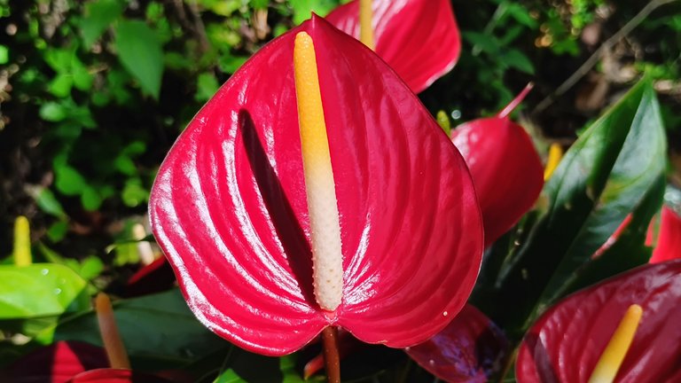 IMG_20250809_090445660_HDR.jpg