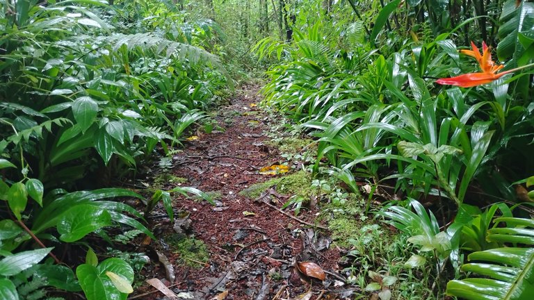 I Am #AliveAndThriving Today! || #IAmAliveChallenge || Daily Off-Grid Jungle Journal Entry: Day #870 - Off-Chain Crypto Assets Are Growing! - GaiaYoga Gardens, Lower Puna, Far East Big Island, Hawai'i - Saturday, December 14, 2024 