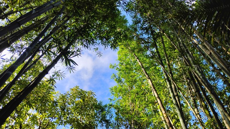 IMG_20250729_164112302_HDR.jpg