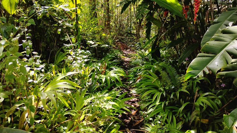 I Am #AliveAndThriving Today! || #IAmAliveChallenge || Daily Off-Grid Jungle Journal Entry: Day #1054 - My Liquidity Pool Evolution - GaiaYoga Gardens, Lower Puna, Far East Big Island, Hawai'i - Monday, June 16, 2025 