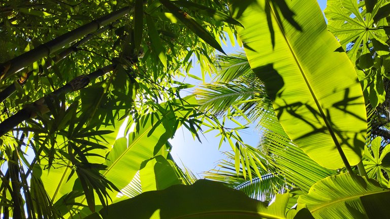 I Am #AliveAndThriving Today! || #IAmAliveChallenge || Daily Off-Grid Jungle Journal Entry: Day #1068 - My Love for Open-Source and Community-Driven Operating Systems - GaiaYoga Gardens, Lower Puna, Far East Big Island, Hawai'i - Monday. June 30, 2025 