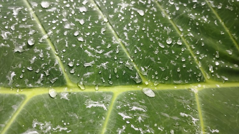 IMG_20250814_140257483_HDR.jpg
