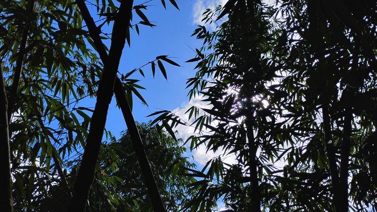 I Am #AliveAndThriving Today! || #IAmAliveChallenge || Daily Off-Grid Jungle Journal Entry: Day #1064 - Every Little Bit Helps, and It Really Adds Up in the Long Term - GaiaYoga Gardens, Lower Puna, Far East Big Island, Hawai'i - Thursday, June 26, 2025 