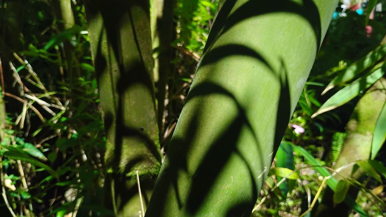 I Am #AliveAndThriving Today! || #IAmAliveChallenge || Daily Off-Grid Jungle Journal Entry: Day #1088 - A Rough Day Online, with So Many Technical Issues at Once - GaiaYoga Gardens, Lower Puna, Far East Big Island, Hawai'i - Sunday, July 20, 2025