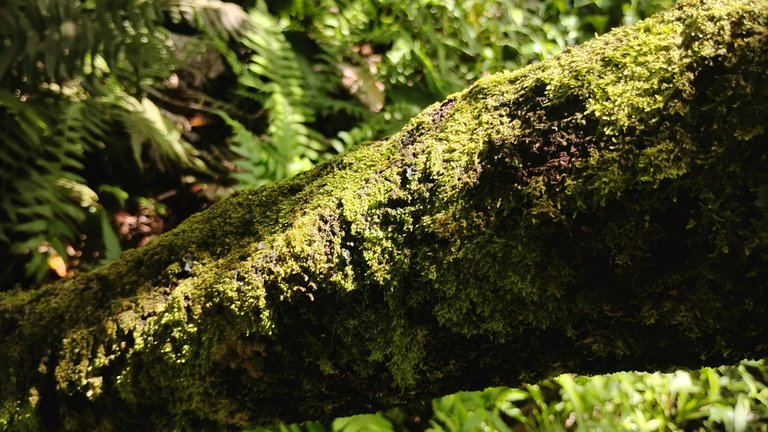 IMG_20250717_144519254_HDR.jpg