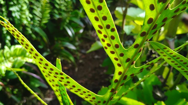 I Am #AliveAndThriving Today! || #IAmAliveChallenge || Daily Off-Grid Jungle Journal Entry: Day #1085 - My Hive Investment Liquidity Is Growing! - GaiaYoga Gardens, Lower Puna, Far East Big Island, Hawai'i - Thursday, July 17, 2025