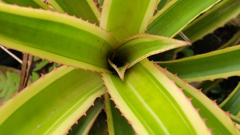 I Am #AliveAndThriving Today! || #IAmAliveChallenge || Daily Off-Grid Jungle Journal Entry: Day #1015 - The Investment Itch - GaiaYoga Gardens, Lower Puna, Far East Big Island, Hawai'i - Thursday, May 8, 2025 