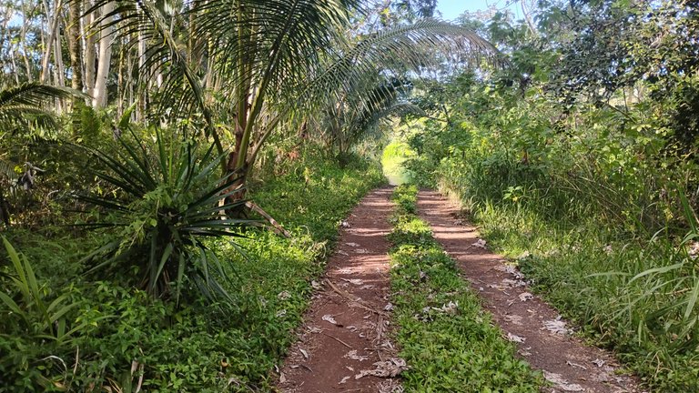 I Am #AliveAndThriving Today! || #IAmAliveChallenge || Daily Off-Grid Jungle Journal Entry: Day #1008 - Alive Chat Now Has a 4th Weekly Activity, and Hive Keychain Portfolio - GaiaYoga Gardens, Lower Puna, Far East Big Island, Hawai'i - May 1, 2025 