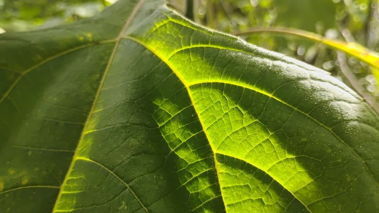 IMG_20250817_152513327_HDR.jpg
