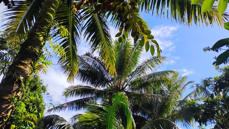 I Am #AliveAndThriving Today! || #IAmAliveChallenge || Daily Off-Grid Jungle Journal Entry: Day #1075 - Even Amidst Great Challenges, I Make Hive My Priority - GaiaYoga Gardens, Lower Puna, Far East Big Island, Hawai'i - Monday, July 7, 2025 