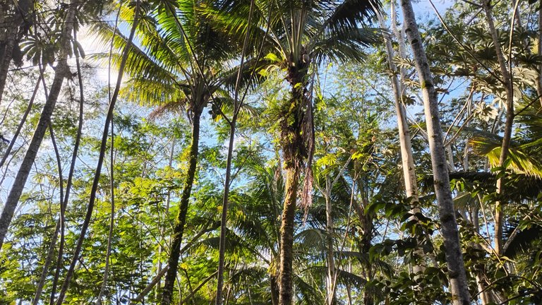 I Am #AliveAndThriving Today! || #IAmAliveChallenge || Daily Off-Grid Jungle Journal Entry: Day #782 - The MMB Meta-Project Is Moving Forward! - GaiaYoga Gardens, Lower Puna, Far East Big Island, Hawai'i - Tuesday, September 17, 2024 