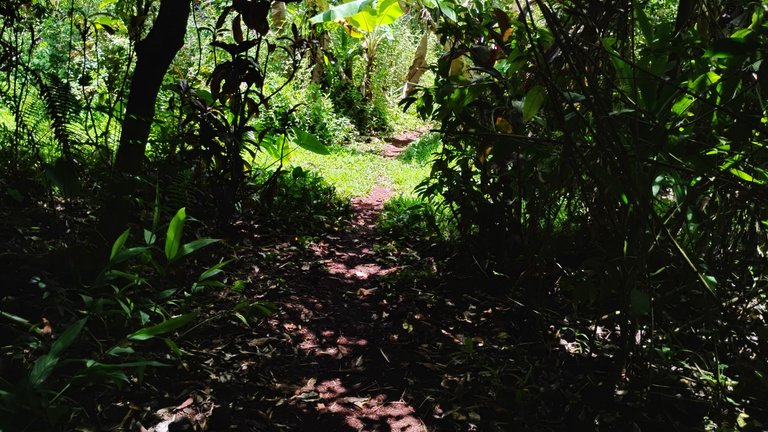 I Am #AliveAndThriving Today! || #IAmAliveChallenge || Daily Off-Grid Jungle Journal Entry: Day #1100 - The Hive Investing Juggling Act - GaiaYoga Gardens, Lower Puna, Far East Big Island, Hawai'i - Friday, August 1, 2025